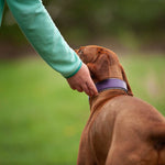 Devon, various widths Dog Collar