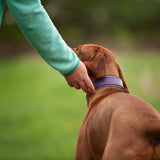 Devon, various widths Dog Collar