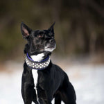 Dusk, 2" wide Dog Collar