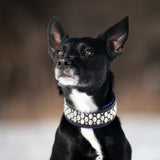 Dusk, 2" Wide Custom Leather Dog Collar.