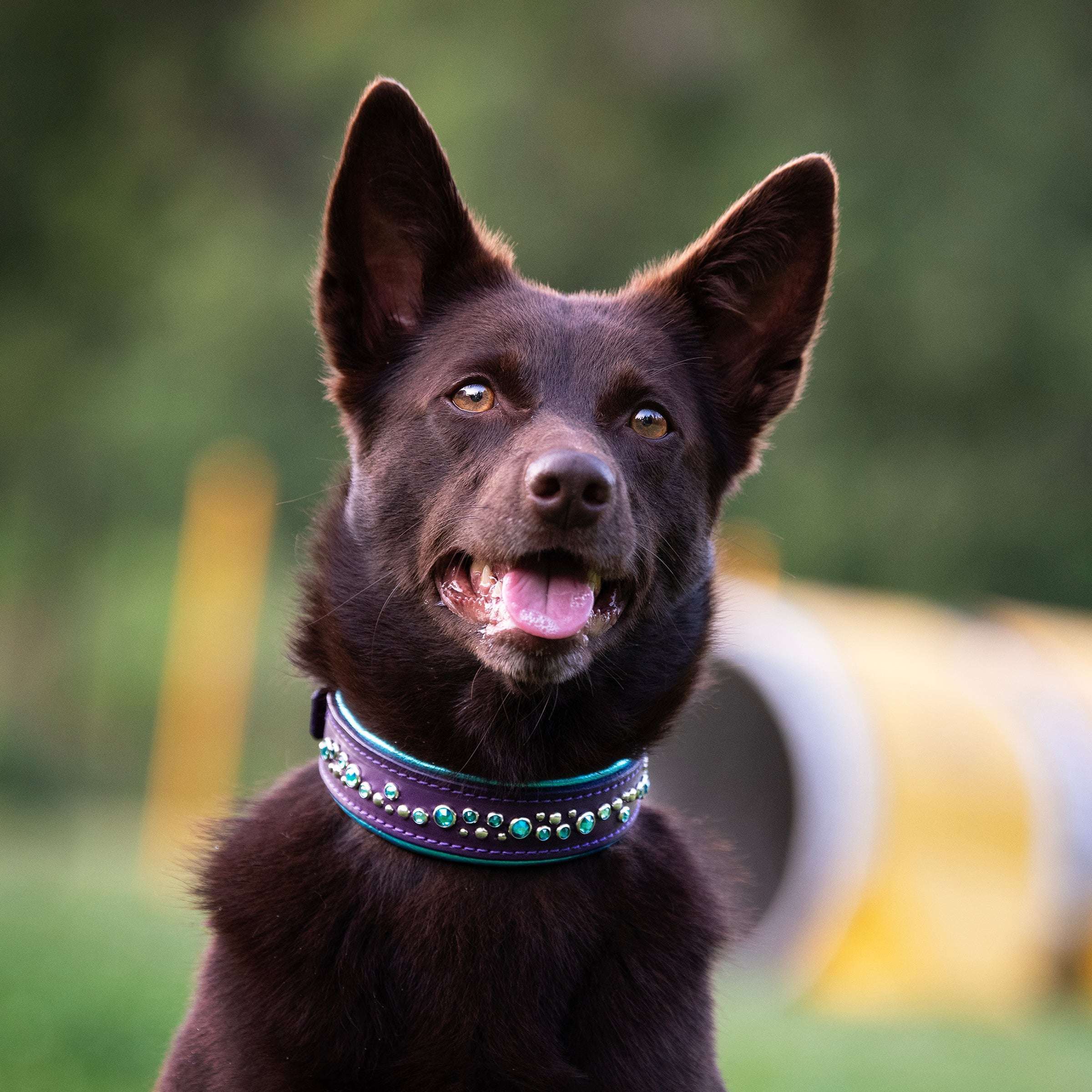 H360 Limited Edition Collar, 1.5" wide (Copy) Dog Collar