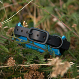 Little Aurora, 1.5" Wide Blues on Black Leather