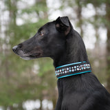 Little Aurora, 1.5" Wide Custom Leather Dog Collar