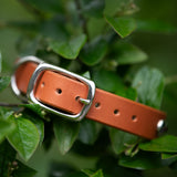 Siri, 3/4" wide