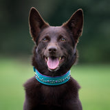H360 Teal Limited Edition Collar, 1.25" wide