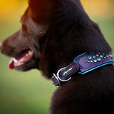 H360 Purple Limited Edition Collar, 1.25" wide