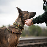 Blinged Leash, Standard (5/8" wide)
