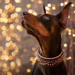 Mini Mardi Gras, 2" Wide Dog Collar