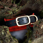 Phlyte, 1.5" Wide Dog Collar