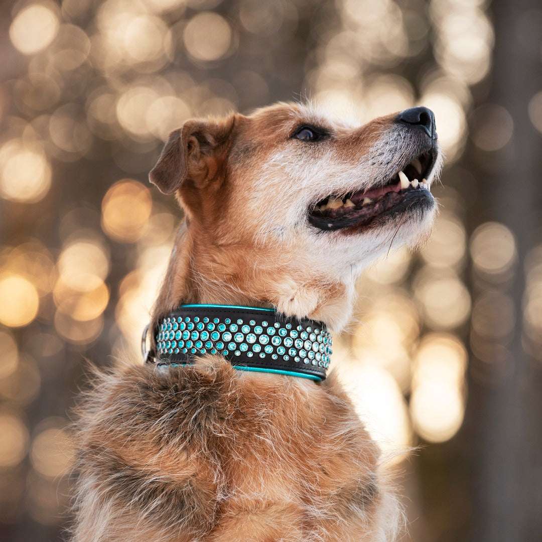 Rio, 2.25" Wide Dog Collar
