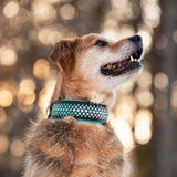 Rio, 2.25" Wide Dog Collar