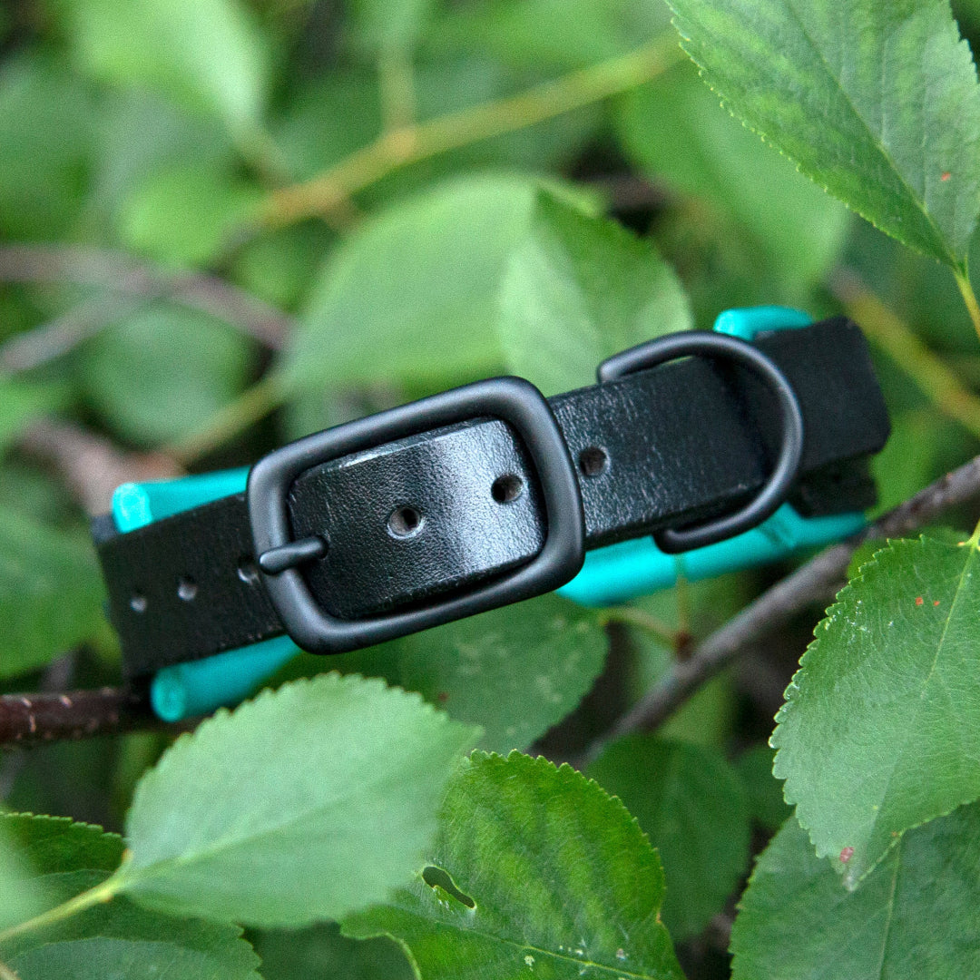 Buckle view of Black and teal dog collar on a branch with green leaves