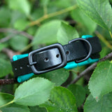Buckle view of Black and teal dog collar on a branch with green leaves