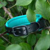 Padding detail view of Teal and black dog collar on a branch with green leaves