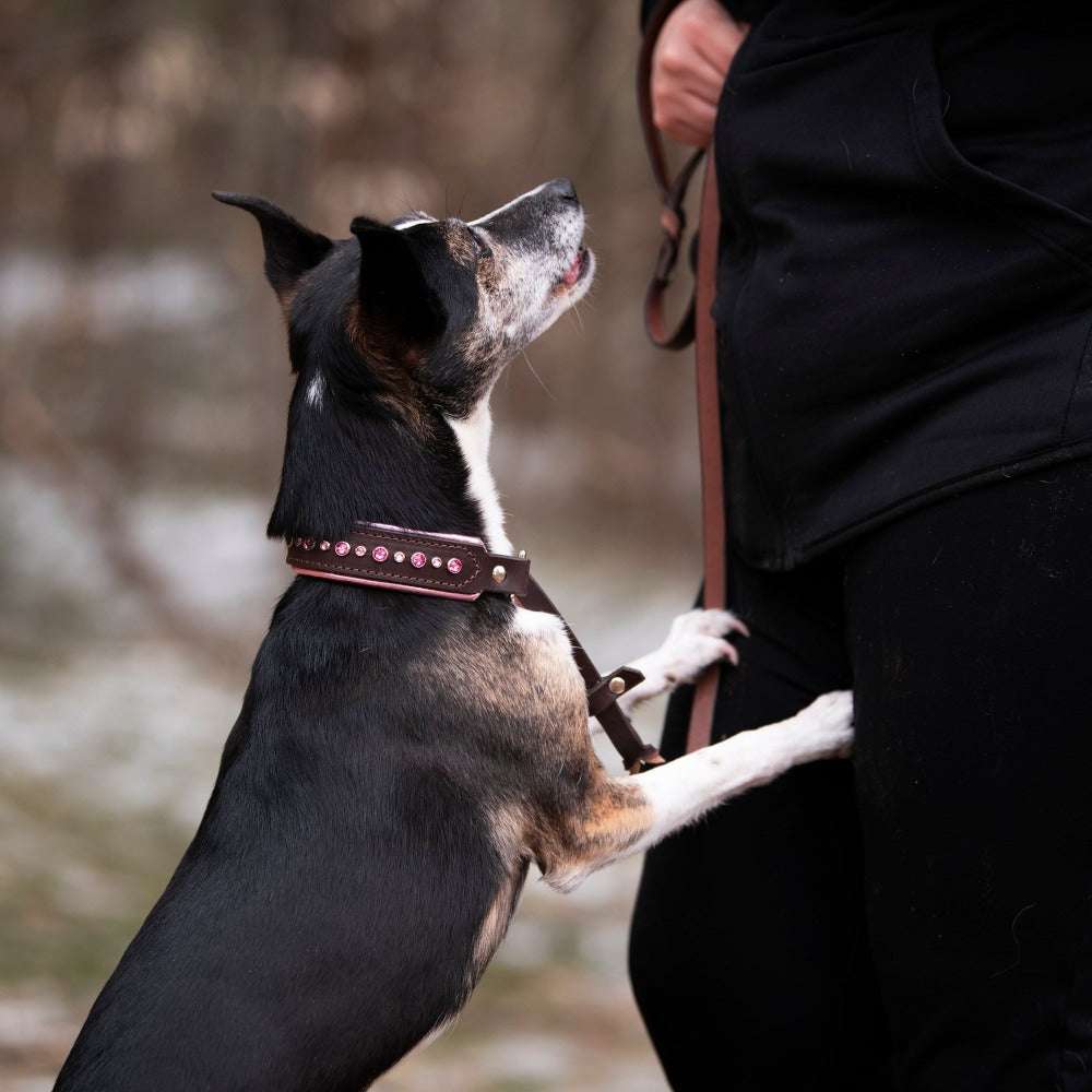 Sirius, 1.25" wide Dog Collar