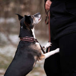 Sirius, 1.25" wide Dog Collar