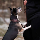 Sirius, 1.25" wide Dog Collar