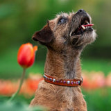 Siri,  3/4" wide Custom Leather Dog Collar