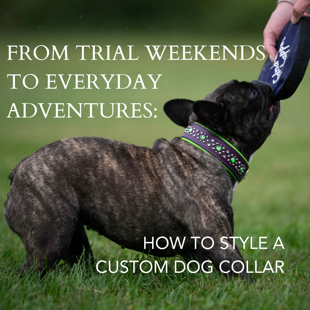 From Trial Weekends to Everyday Adventures: How to Style a Custom Dog Collar