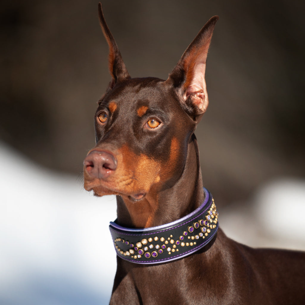Red Doberman wearing a luxury leather dog collar