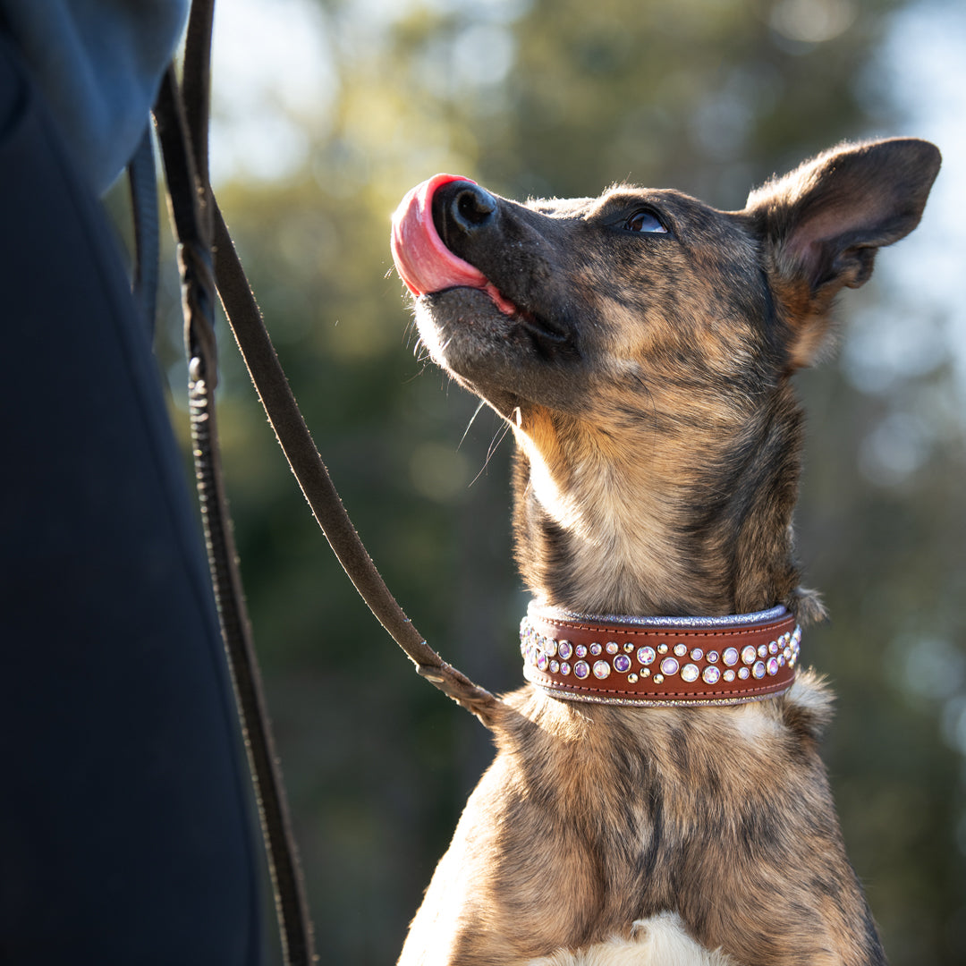 Diamonds Are a Dog's Best Friend? Decoding Luxury Dog Collars