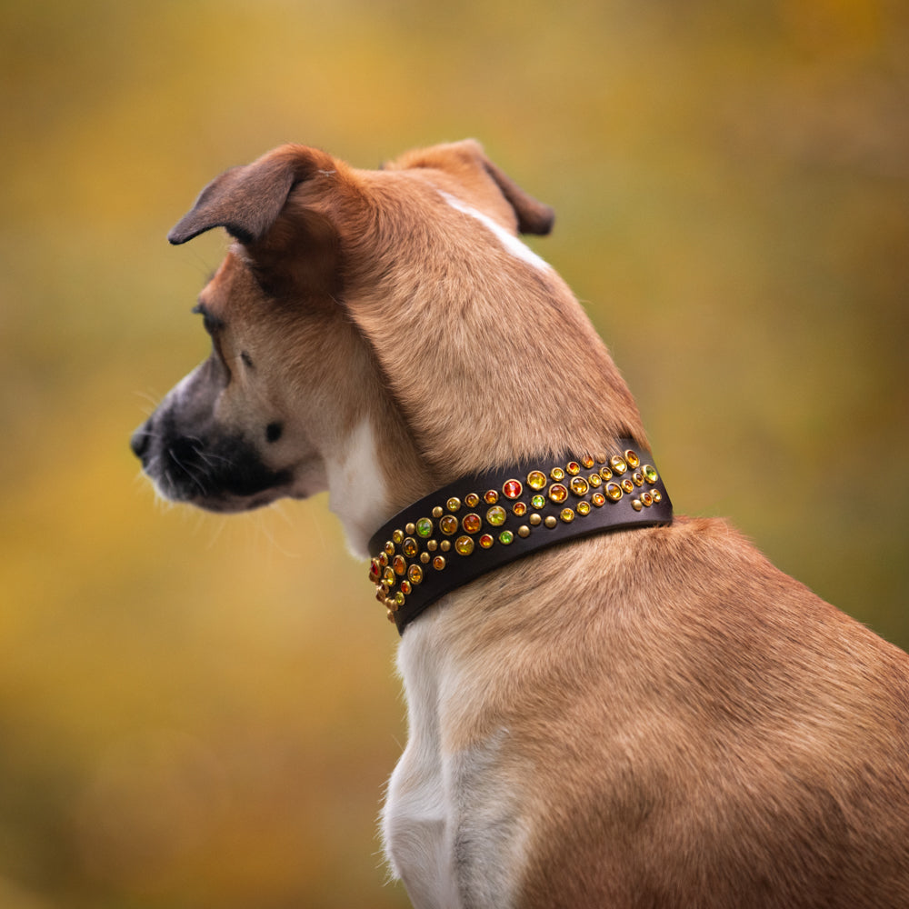 Diamonds Are a Dog's Best Friend? Decoding Luxury Dog Collars