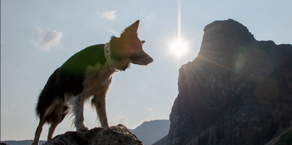 dog-on-mountain-summit