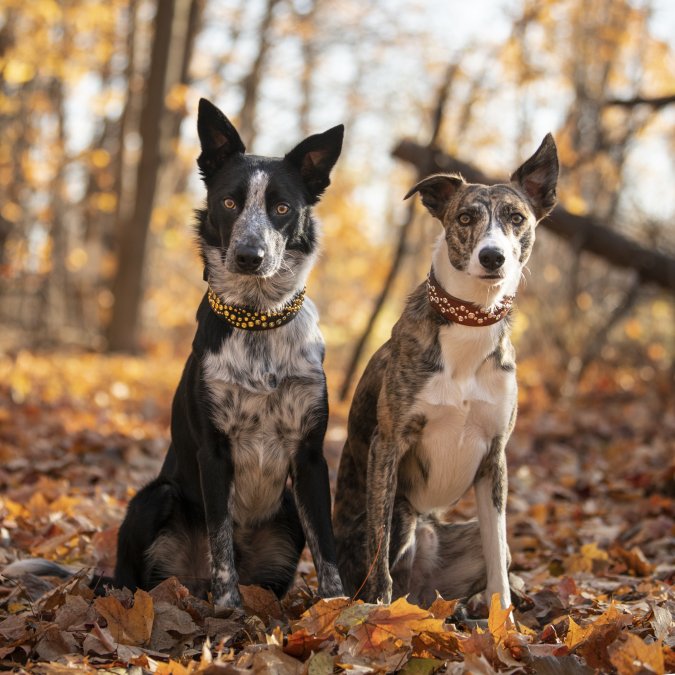 Custom Dog Gear: 2026 Guide