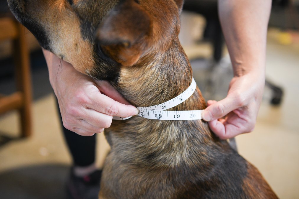 How to Measure Your Dog's Neck for a Collar: Sizing Guide