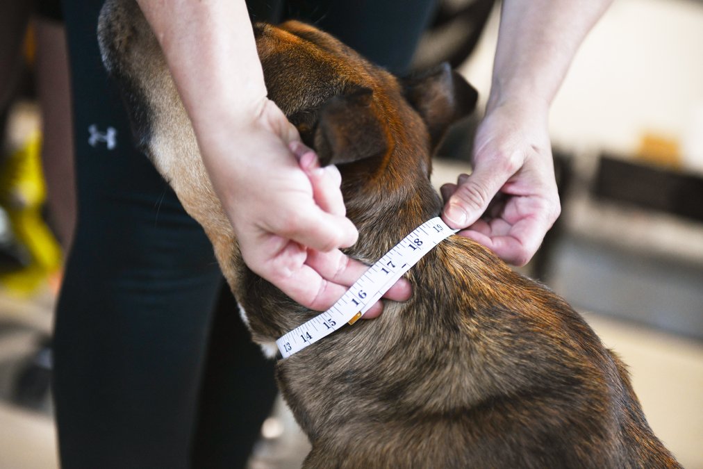 Is a Two Finger Gap Enough for Dog Collars?