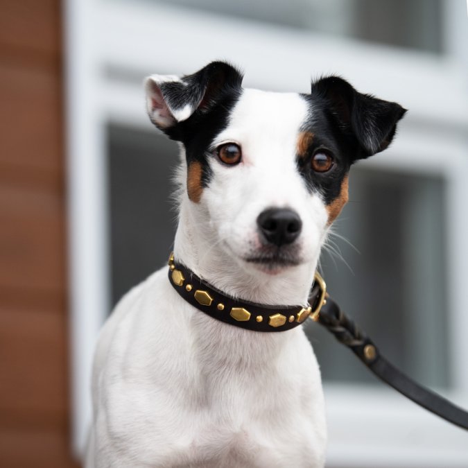 What Size Collar for a 20lb Dog: Sizing Guide 2026