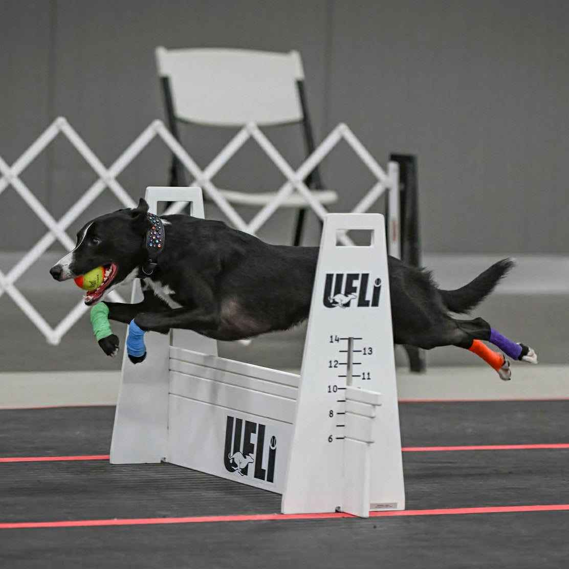 A black dog jumps a white UFLI flyball hurdle while holding a tennis ball in its mouth, on an indoor track with gray flooring and a gray wall background.