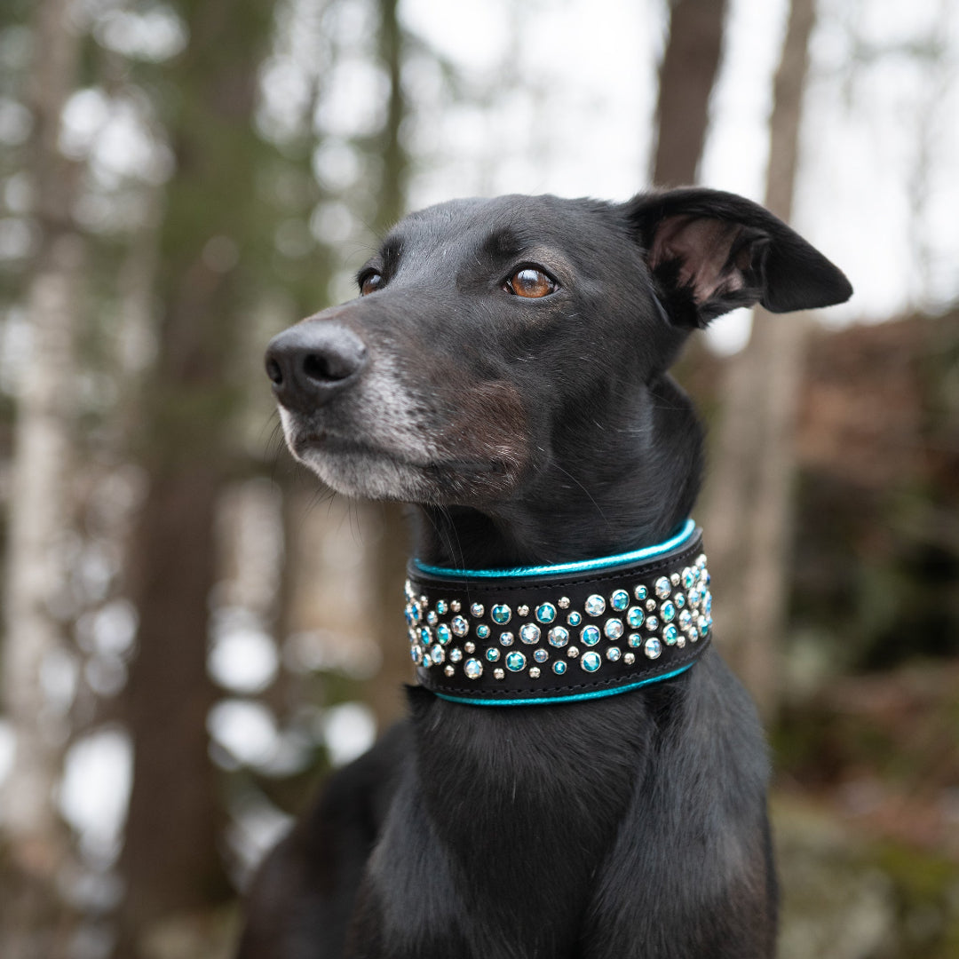 Aurora-wide-black-leather-collar-on-dog