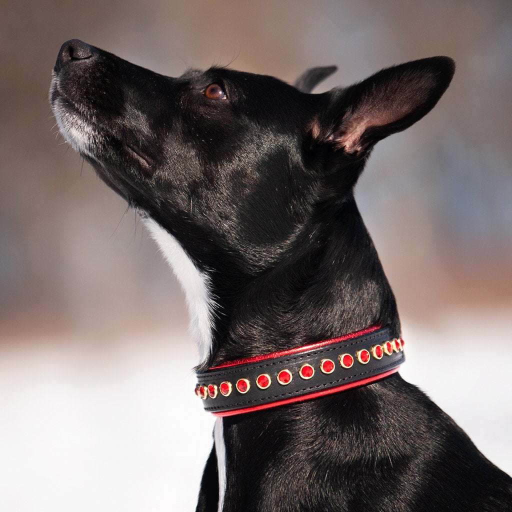 Charm, 1.25" wide Pet Collar