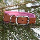 Chili, 1.25" wide Cheddar Leather Dog Collar, size 12"-15"