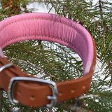 Chili, 1.25" wide Cheddar Leather Dog Collar, size 12"-15"