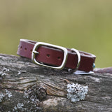 Chili, 3/4" wide, size 9"-12"