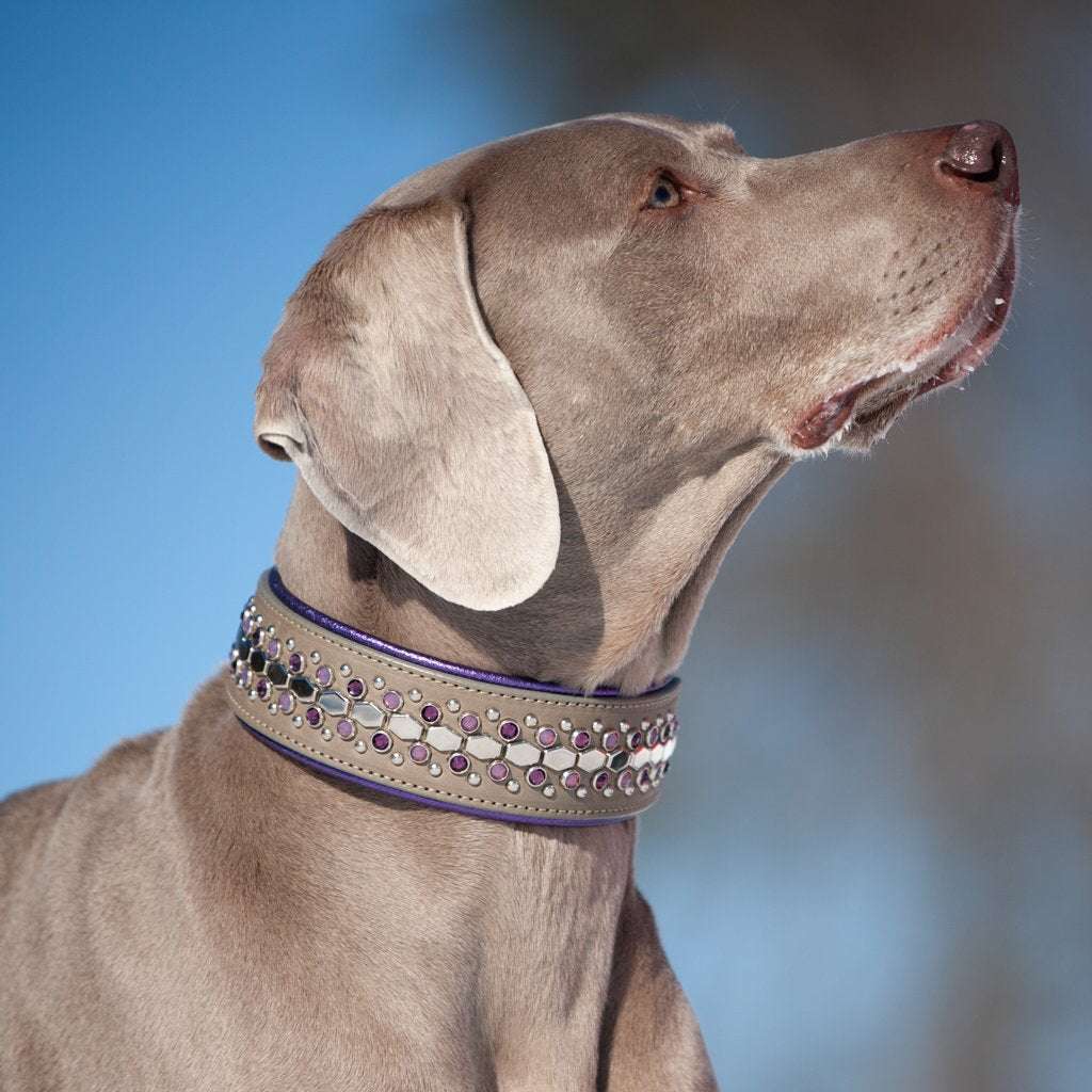 De Vil, 2" Wide Dog Collar