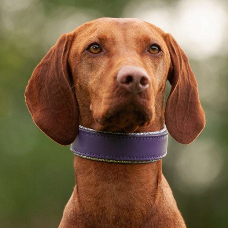 Devon, various widths Dog Collar