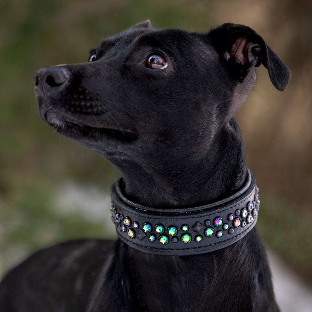 Dragonscale, Standard (1.5" wide) Dog Collar