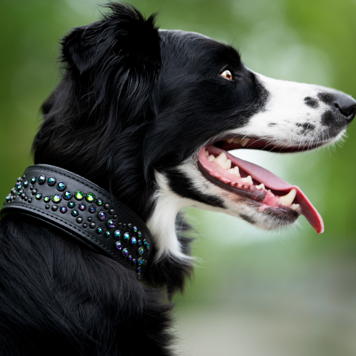 A black and white dog wearing a black studded collar, shown in profile against a blurred green outdoor background.