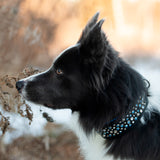 Blizzard - 2" Wide Limited Edition Collar