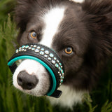 Starlight 1.5" Wide Mint and Black Leather Dog Collar