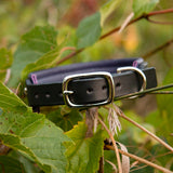 Chili Leather Dog Collar, 1.25" wide Rich Blues on Black
