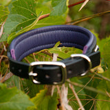Chili Leather Dog Collar, 1.25" wide Rich Blues on Black