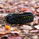Mini Mardi Gras, 1.5" Wide Black Leather Dog Collar