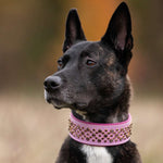 Jixxer, 2" Wide Dog Collar