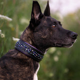 Galaxy, 2" Wide Custom Leather Dog Collar