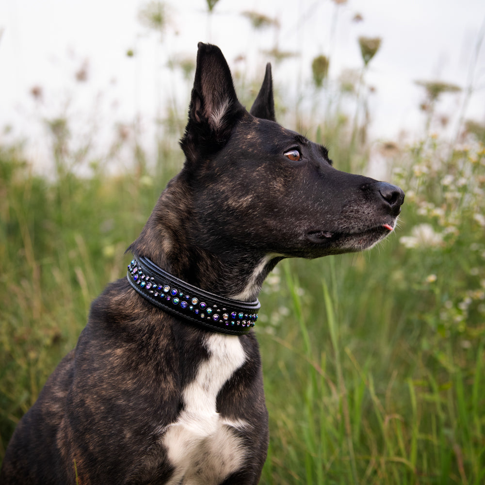 Starlight Galaxy Limited Edition