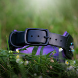 Starlight 1.5" Wide Black Leather Dog Collar, size 16"-19"